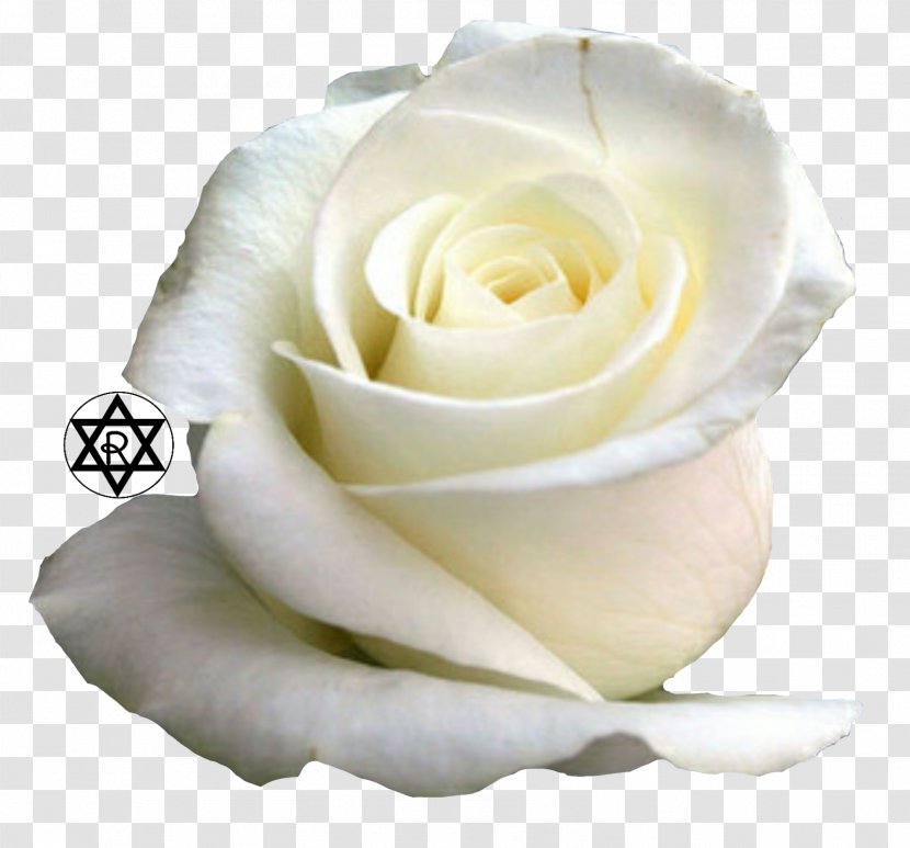 Rose Flower Desktop Wallpaper White - Family Transparent PNG