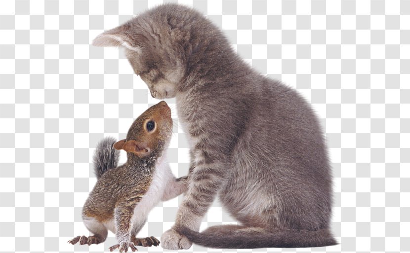 Eastern Gray Squirrel Tabby Cat Kitten Transparent PNG