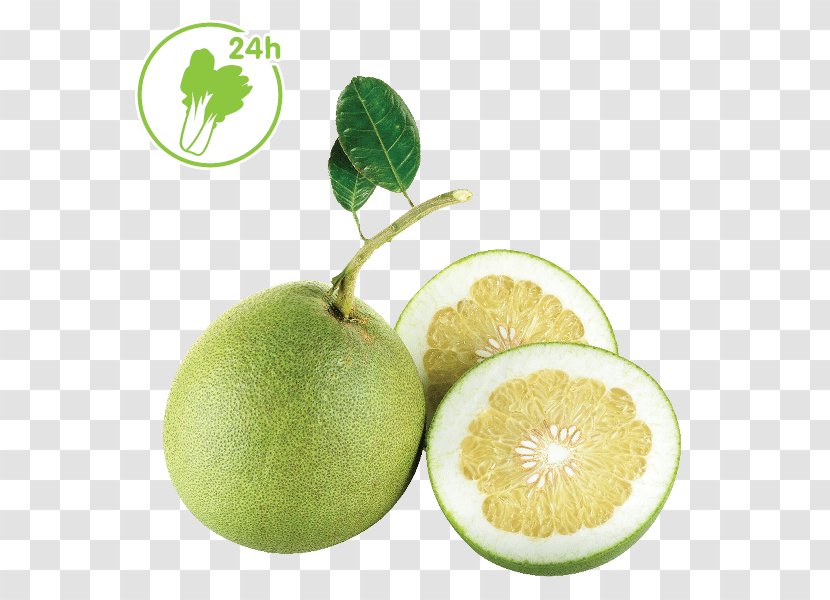 Persian Lime Grapefruit Key Pomelo Citrus Junos - Tangelo Transparent PNG