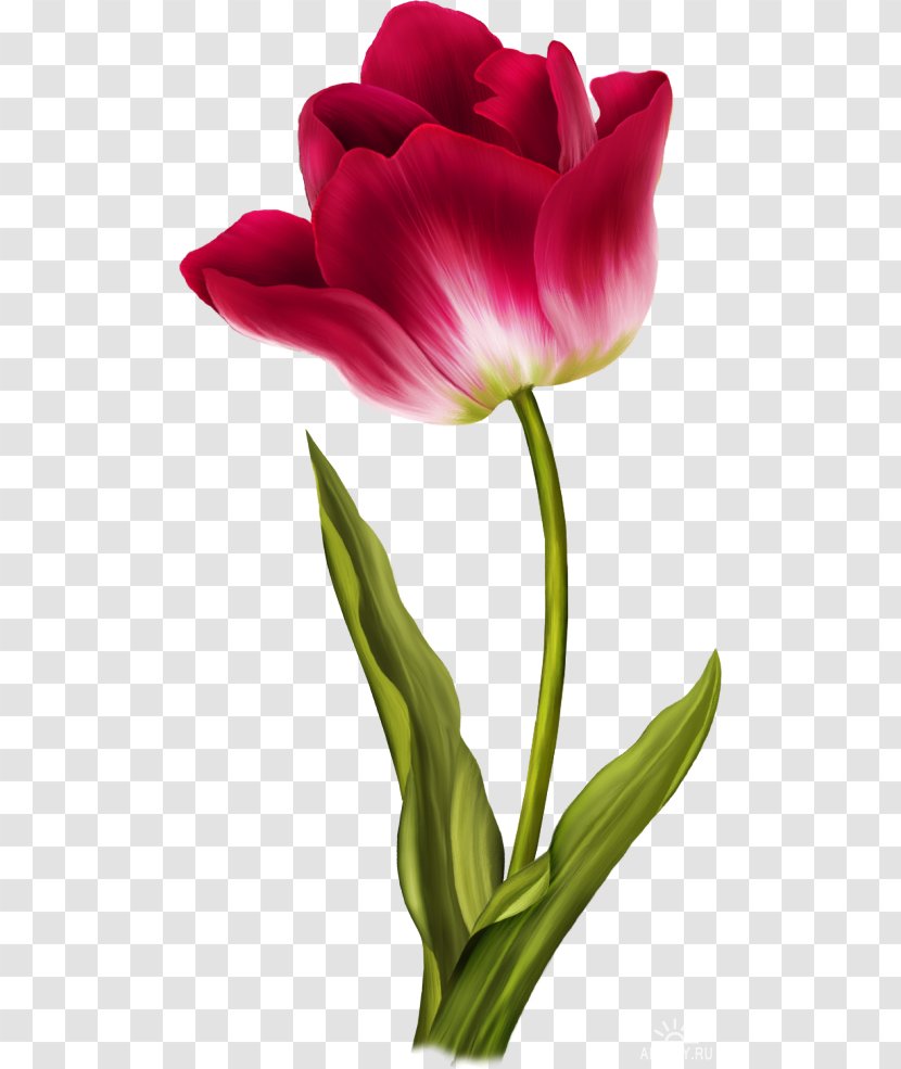 Tulip - Image Transparent PNG