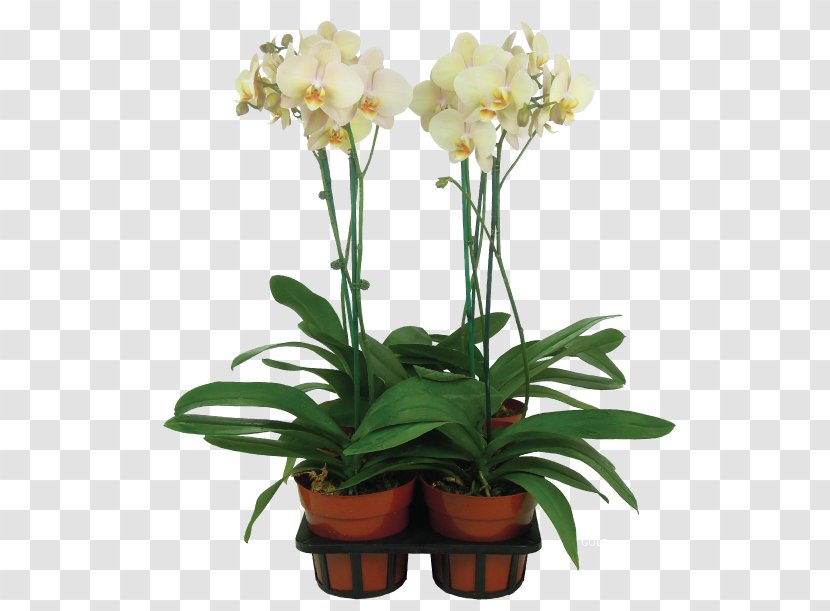 Cut Flowers Moth Orchids Vase Flowerpot - Gold Splash Transparent PNG