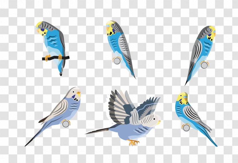 Budgerigar Parrot Bird - Parakeet - Creative Cartoon Transparent PNG