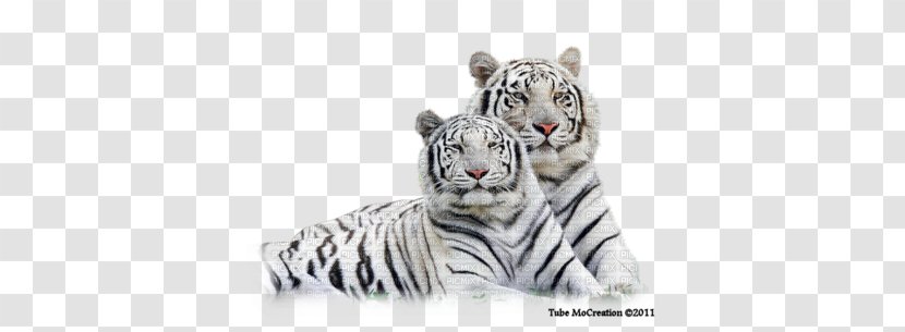 White Tiger Clip Art - Siberian - Endangered Species Transparent PNG