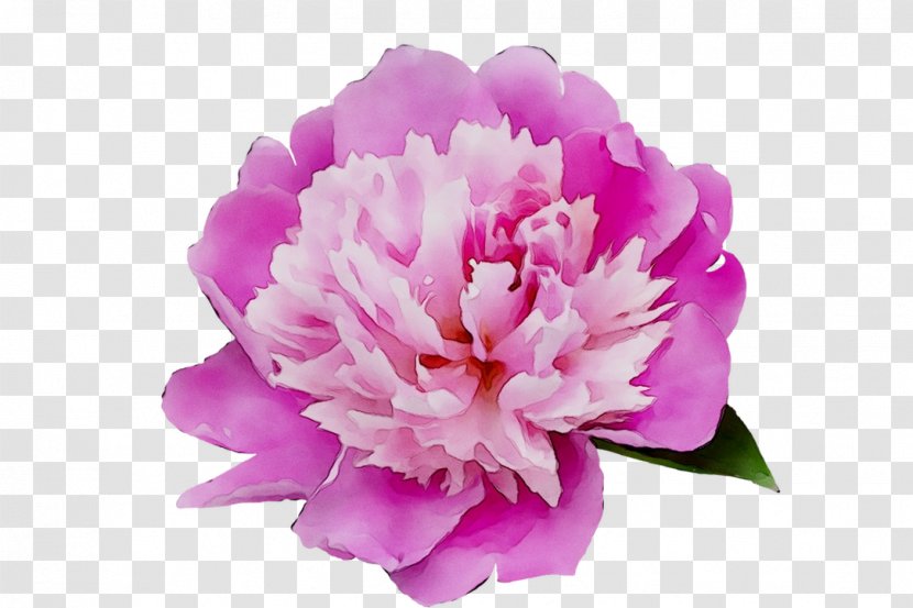 Carnation Peony Cut Flowers Herbaceous Plant Pink M - Flower Transparent PNG