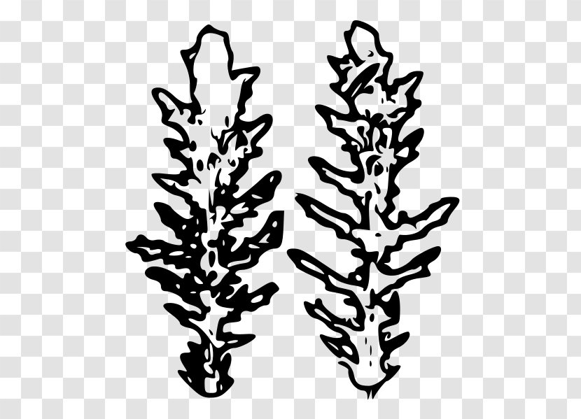 Drawing Silhouette Spruce Clip Art - Flowering Plant - Leaves Line Transparent PNG