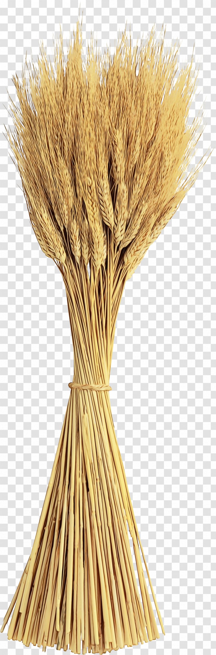 Wheat Cartoon - Plant - Broom Transparent PNG