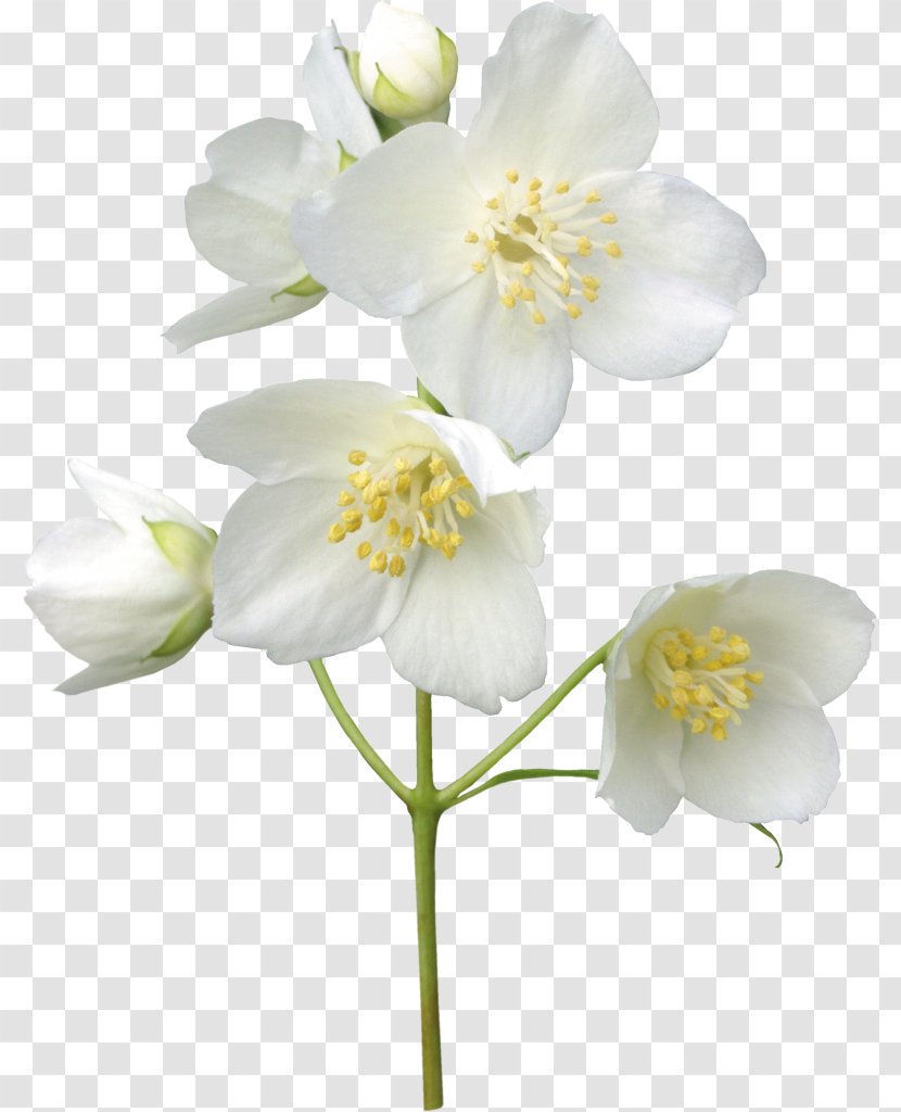 Stock Photography Flower Royalty-free Jasmine - Herbaceous Plant Transparent PNG