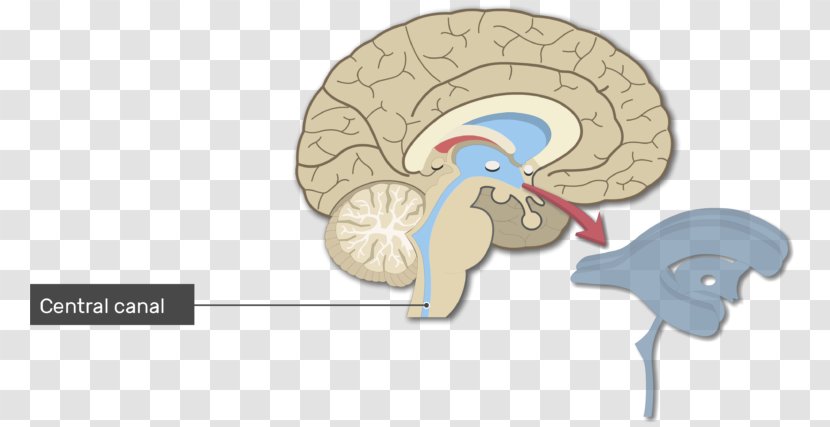 Ventricular System Human Brain Lateral Ventricles Cerebral Aqueduct - Cartoon - Primary Motor Cortex Transparent PNG