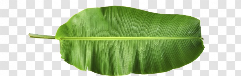Banana Leaf - Green - Leaves Transparent PNG