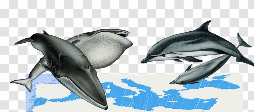 Striped Dolphin Rough-toothed Wholphin Tucuxi White-beaked - Whale Transparent PNG