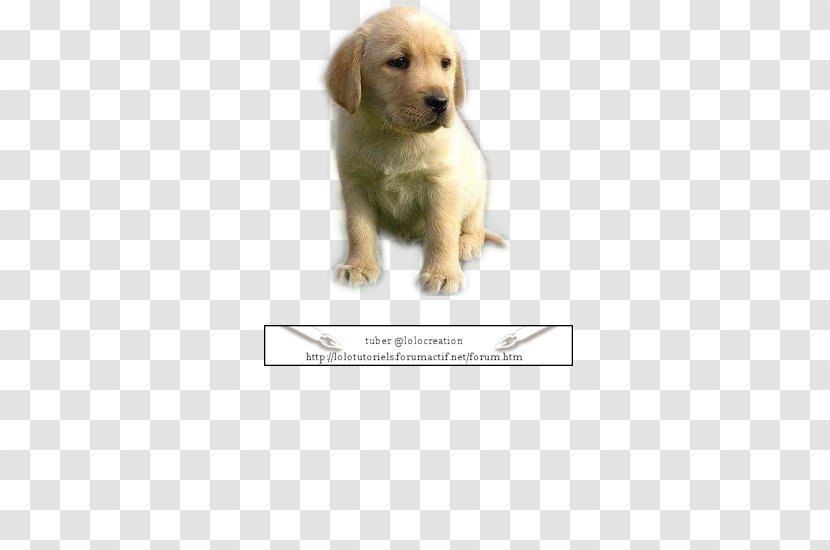 Golden Retriever Labrador Puppy Dog Breed Companion - Love Transparent PNG