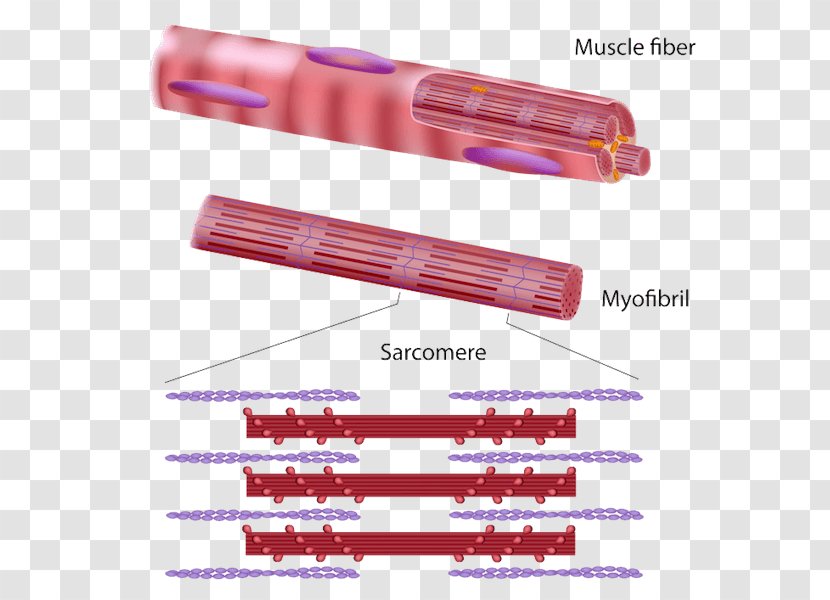 Skeletal Muscle Myofibril Tissue Contraction Muscular System - Flower - Relaxation Transparent PNG