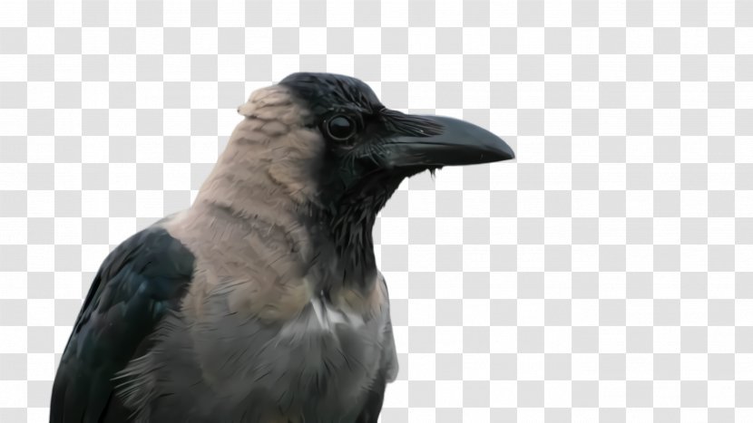 Bird Crow Raven Beak - American - Perching New Caledonian Transparent PNG