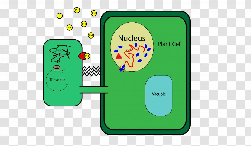 Plant Cell Wall DNA Ti Plasmid - Transfection Transparent PNG