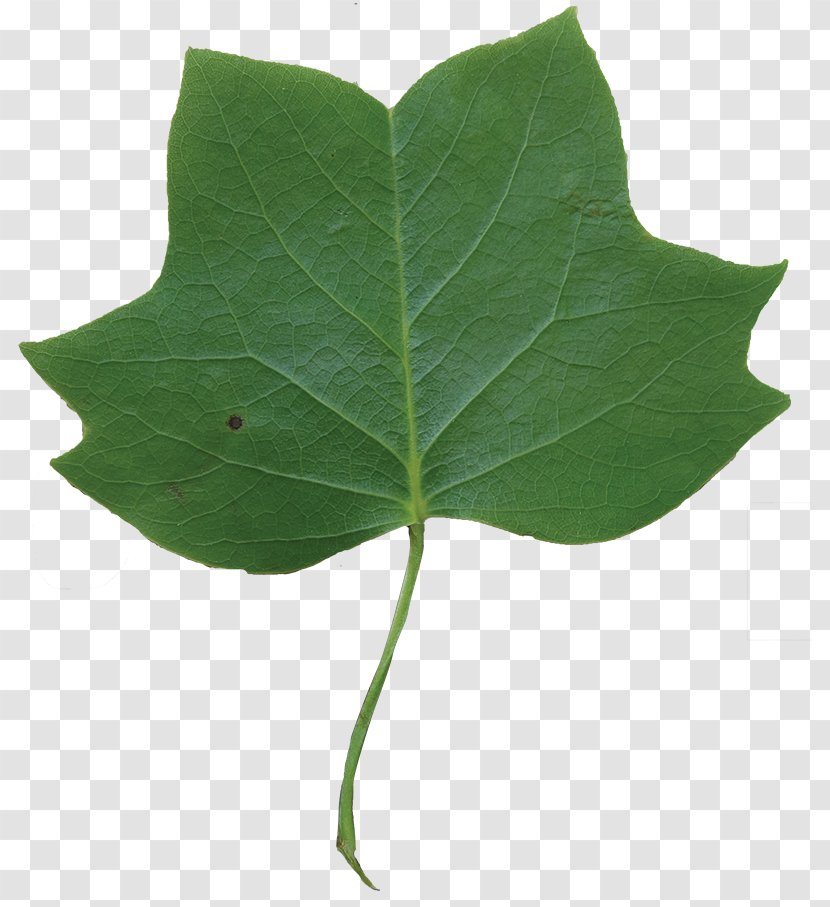 Leaf Liriodendron Tulipifera Cottonwood Tree - Shape Transparent PNG