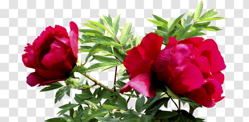 Garden Roses Centifolia Clip Art - Pink Family - Flower Transparent PNG