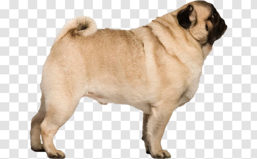 Pug Puppy Stock Photography - Pet Transparent PNG