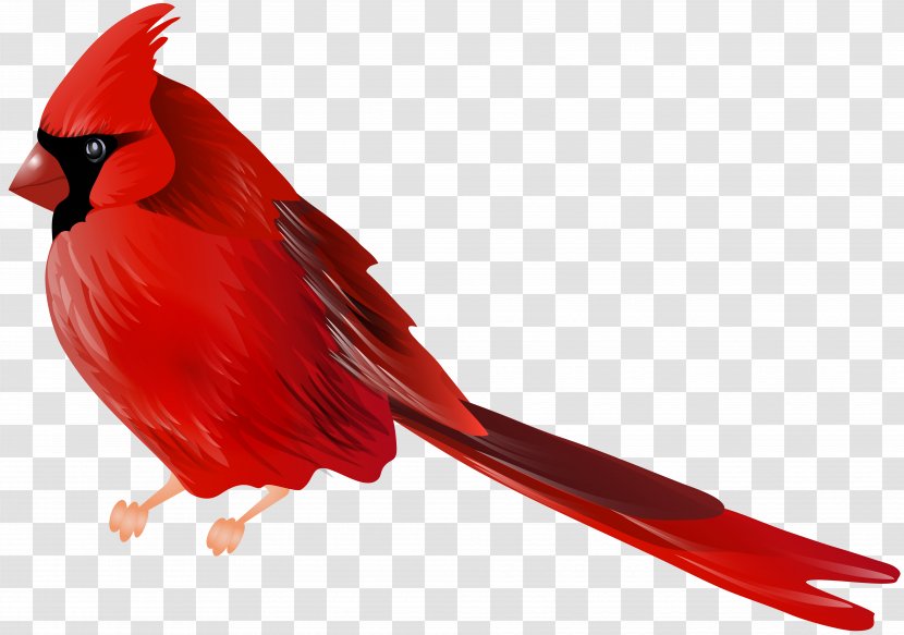 Bird Northern Cardinal Desktop Wallpaper Clip Art - Collage - CRANE BIRD Transparent PNG