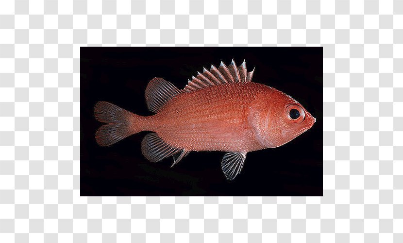 Northern Red Snapper Marine Biology Tilapia Transparent PNG