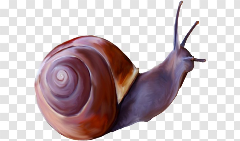 Snail Insect Clip Art - Animal - A Transparent PNG
