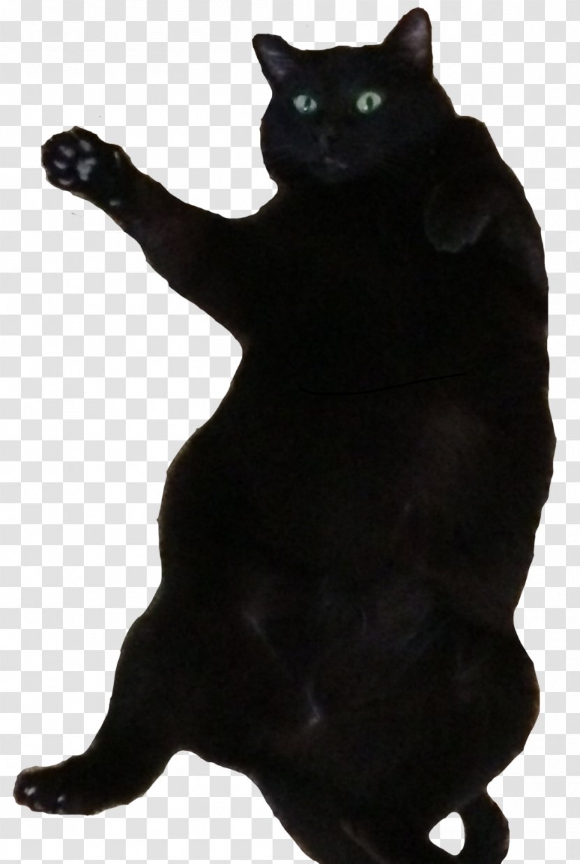 Bombay Cat Black Domestic Short-haired Dance - Fat Transparent PNG