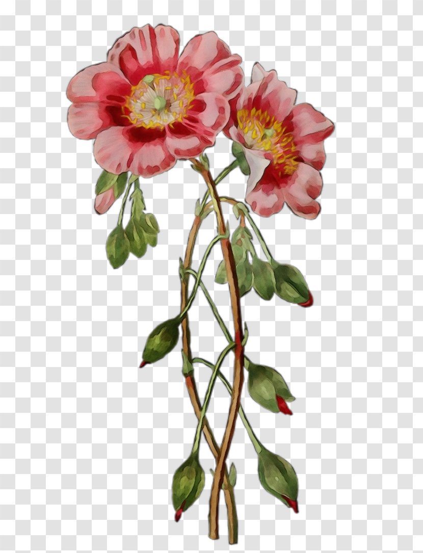 Watercolor Floral Background - Rosa Arkansana - Perennial Plant Camellia Transparent PNG