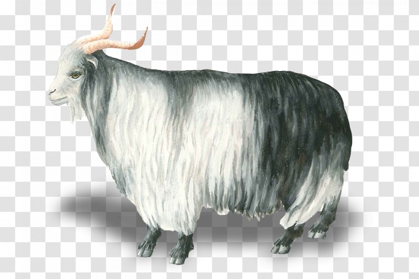 Sheep Goat Hungarian Grey Capra Aegagrus Hircus Horn Transparent PNG