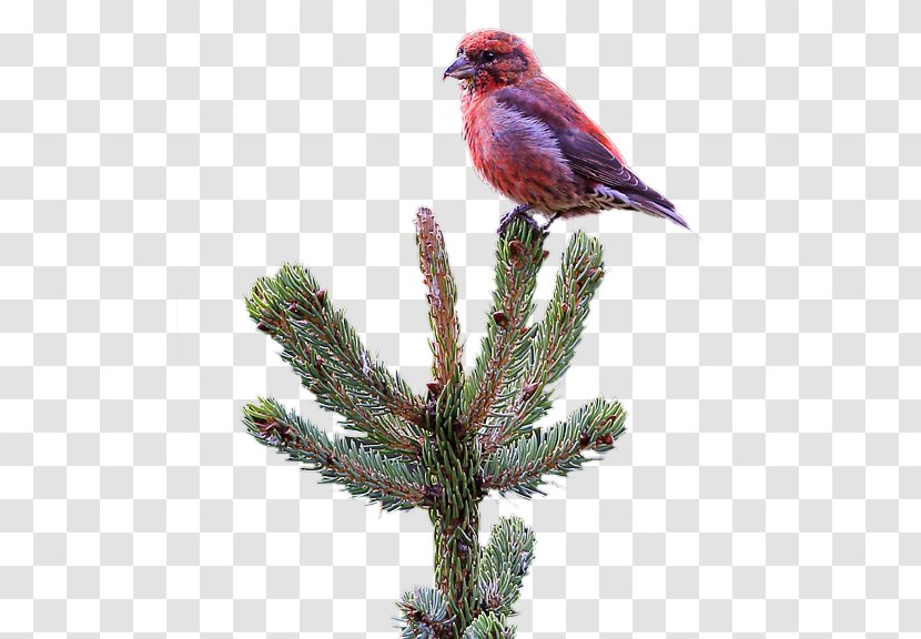 Pine Beak Feather Christmas Ornament Fauna - Red Crossbill Transparent PNG