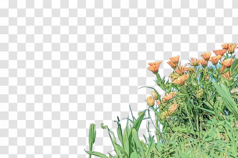 Marigold Flower - Tulip Lawn Transparent PNG