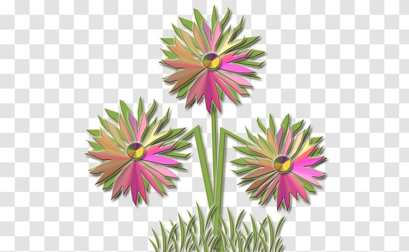 Transvaal Daisy Cut Flowers Family Clip Art - Plant - Chamomile Transparent PNG