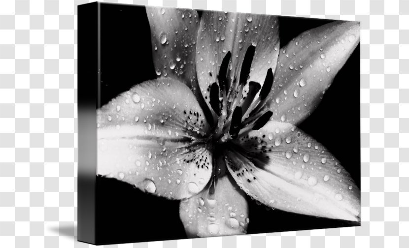 Gallery Wrap Canvas Desktop Wallpaper Water Art - Still Life Photography Transparent PNG