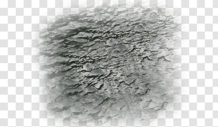 White Tree Water - Pond Transparent PNG
