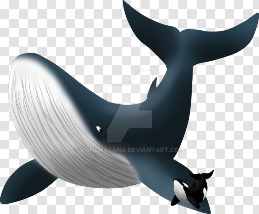 Dolphin Killer Whale Shark - Whales Dolphins And Porpoises Transparent PNG