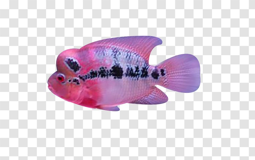 Koi Fish Arhat Pet - Deep Sea Rosé Transparent PNG