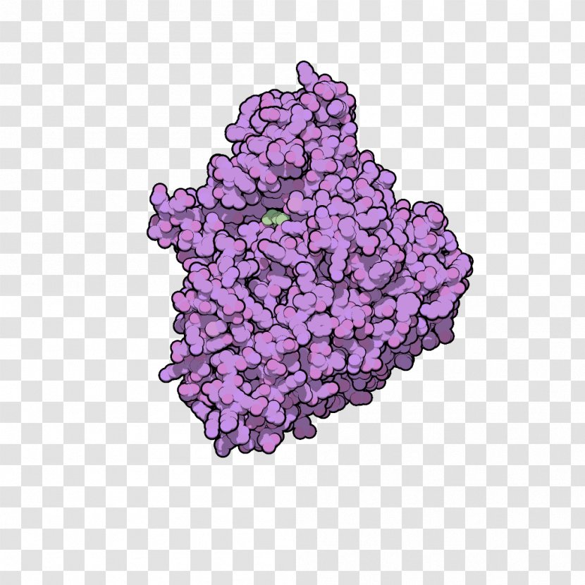 Beta-glucosidase Glucosidases Alpha-glucosidase Glycoside Hydrolase Enzyme - Purple Transparent PNG