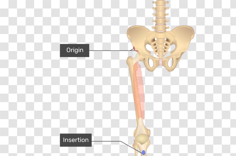 Pectineus Muscle Anatomy Gracilis Sartorius Adductor Longus - Cartoon - Heart Transparent PNG