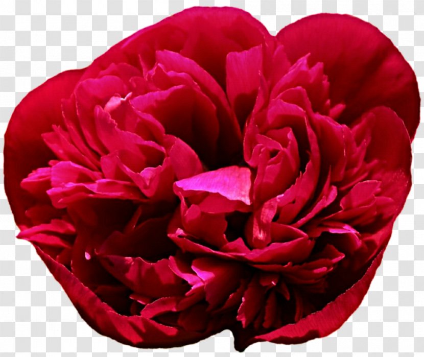 Garden Roses Cabbage Rose Cut Flowers Peony Petal - Pink Transparent PNG