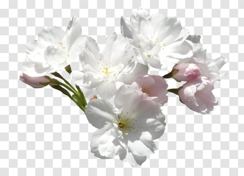 Flower Color White Clip Art - Blossom Transparent PNG