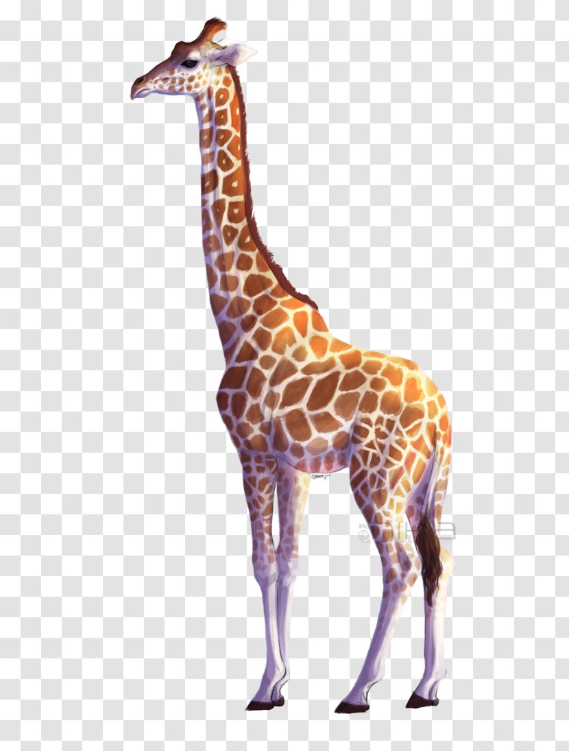 Giraffe - Pattern - Fauna Transparent PNG