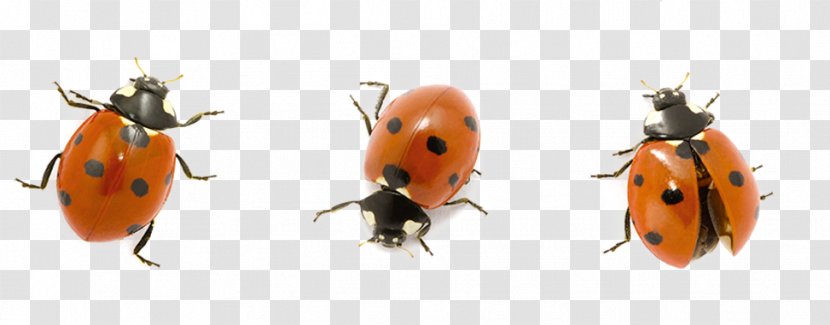 Ladybird Beetle Shutterstock Stock Photography - Banco De Imagens - Doppler Weather Map Michigan Transparent PNG