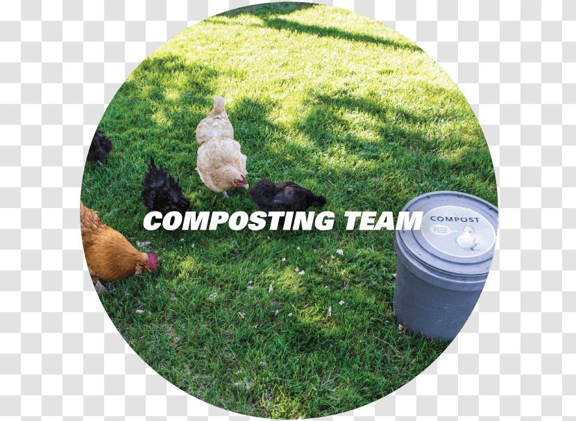 Rubbish Bins & Waste Paper Baskets Chicken Compost Landfill Transparent PNG