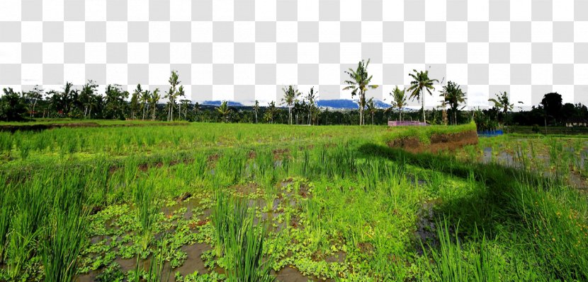 Kintamani, Bali Fukei Photography Landscape - Meadow - Kintamani Town Transparent PNG