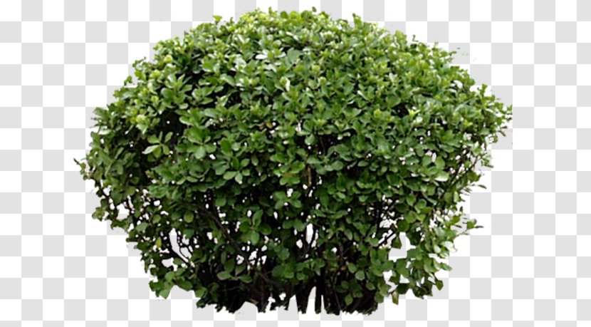 Shrub Tree Garden Plant Transparent PNG