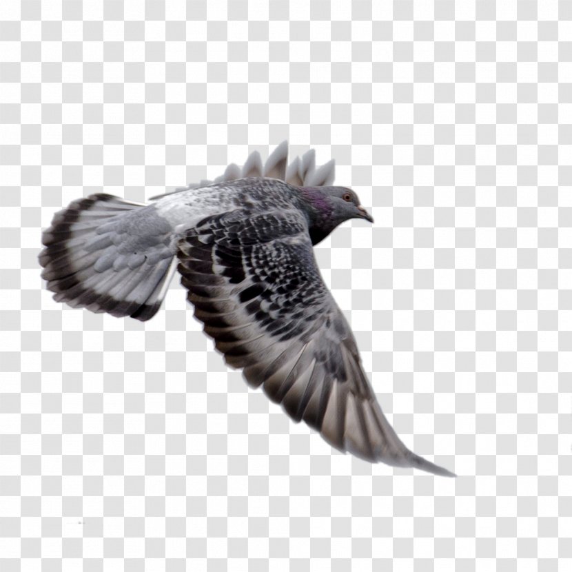 Download Columba - Beak - Animal,Eagle Wings Transparent PNG