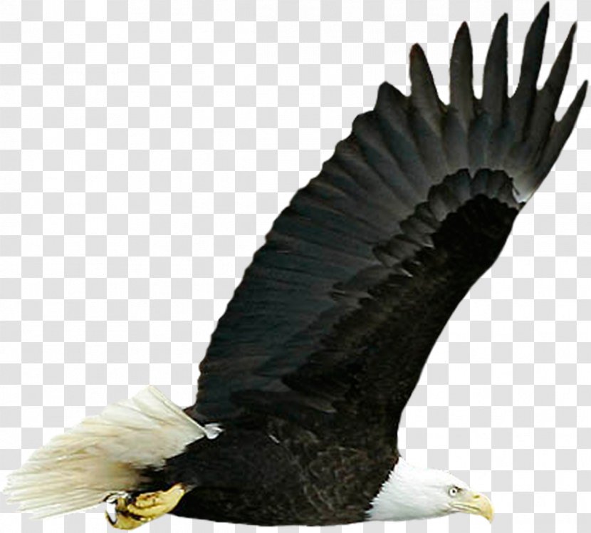Bird Desktop Wallpaper Image Resolution Display - Beak - Vulture Transparent PNG