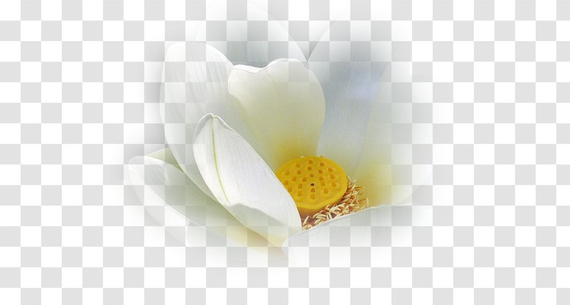 Desktop Wallpaper Computer Close-up - Flower - Design Transparent PNG