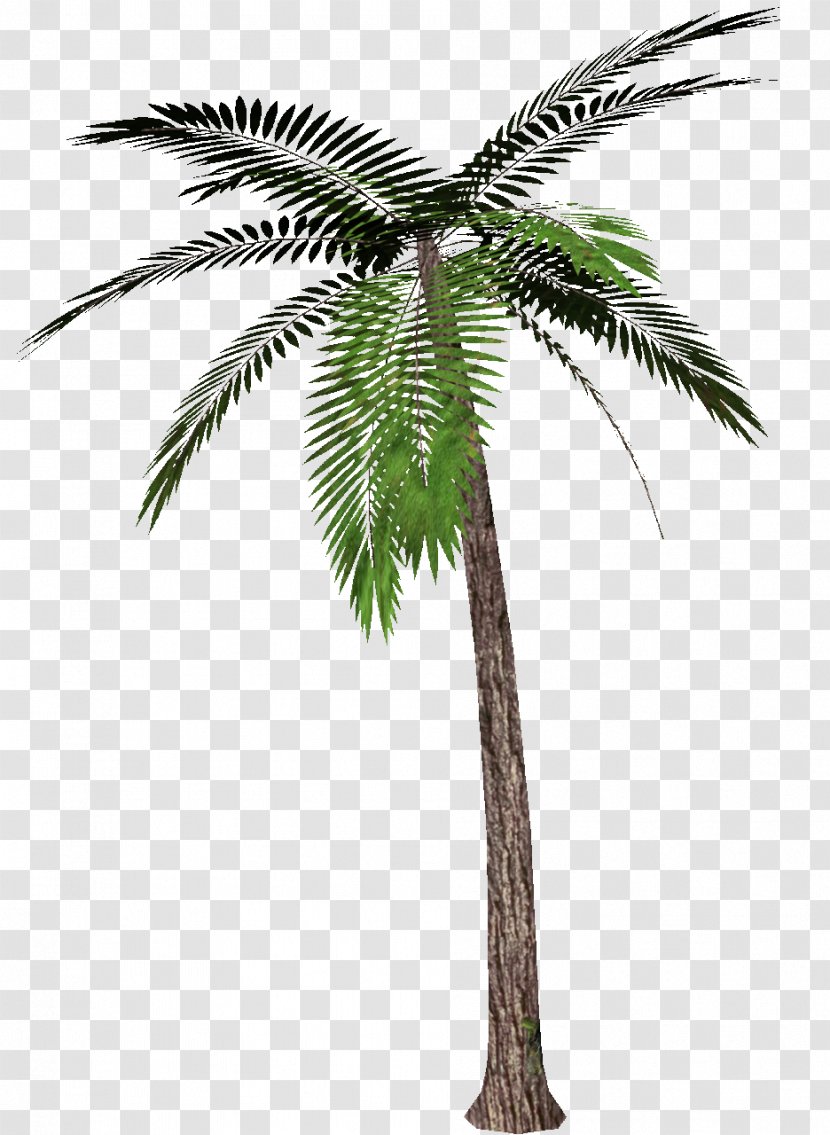Arecaceae Tree Roystonea Regia Babassu - Date Palm Transparent PNG