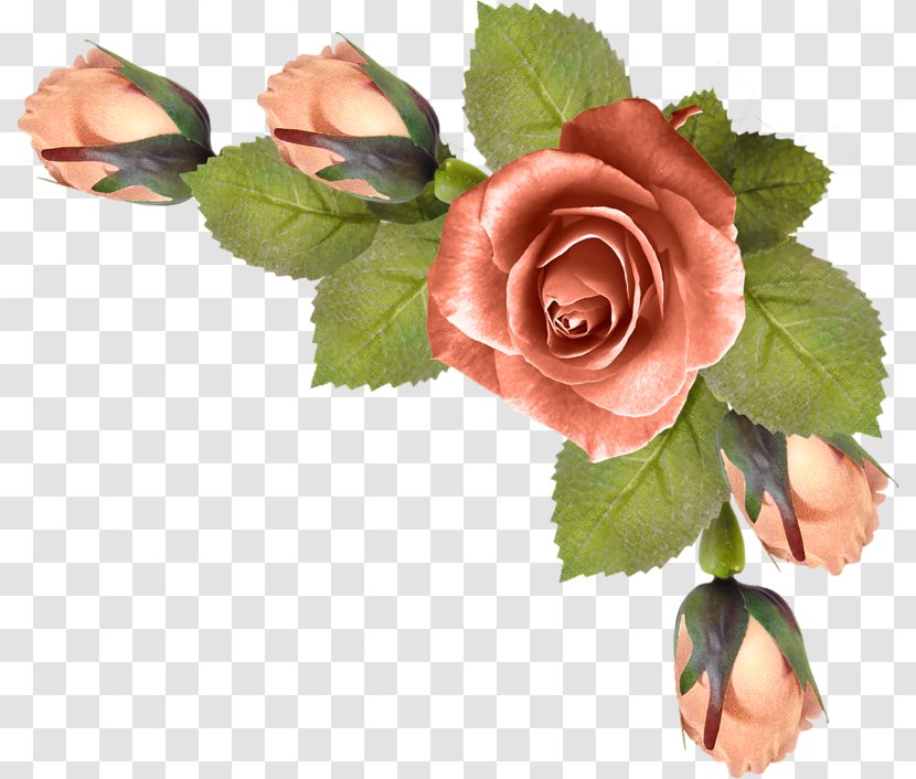 Garden Roses Flower Clip Art - Rose Order Transparent PNG
