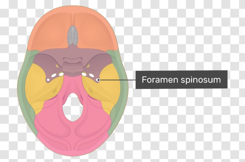 Anterior Clinoid Process Posterior Processes Pterygoid Of The Sphenoid Bone - Dorsum Sellae - Skull Transparent PNG