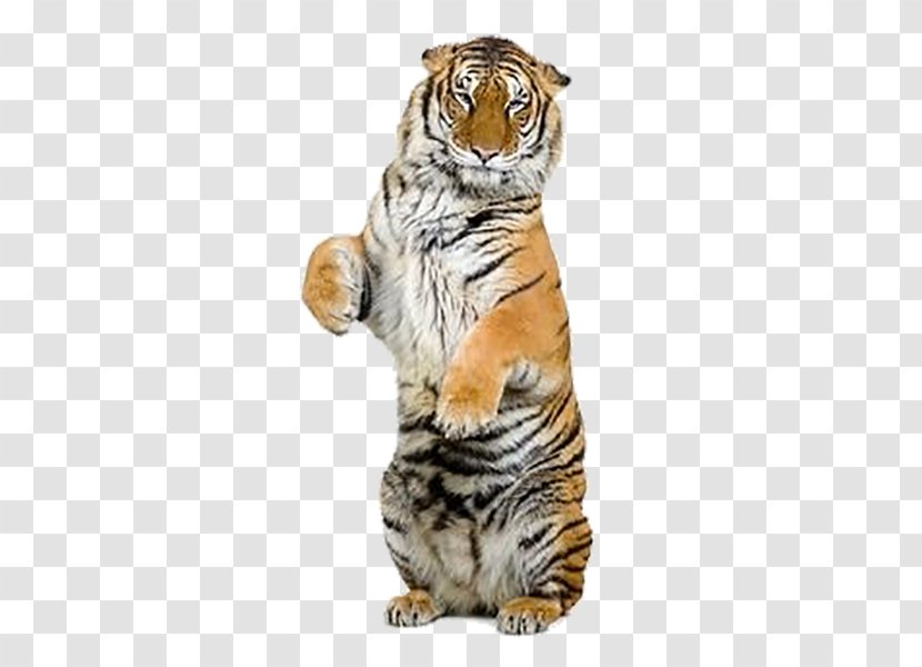 Indochinese Tiger Jaguar Siberian Stock Photography - Big Cats - Creative Transparent PNG